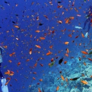 马来西亚潜水天堂诗巴丹在哪里？